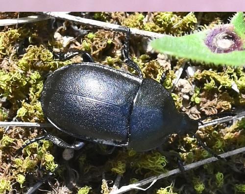 Ablattaria laevigata